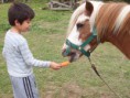 /album/fotogaleria/equino-la-catali-012-jpg/